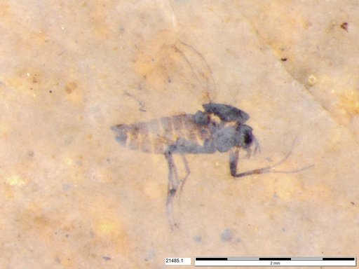 Diptera