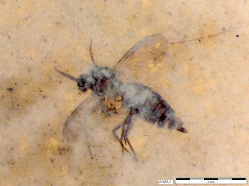 Diptera