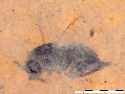 Genus sp