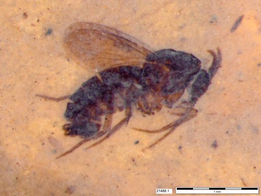 Diptera