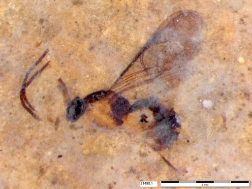 Ichneumonidae
