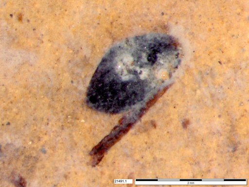 Tracheophyta