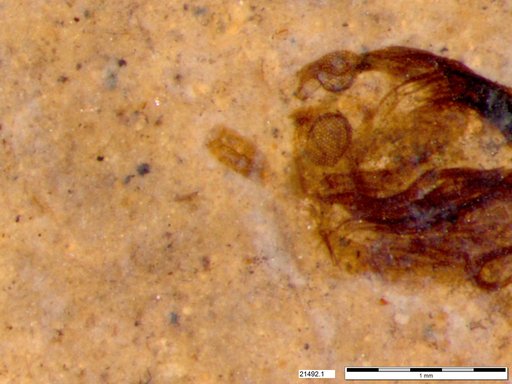 Chaoboridae
