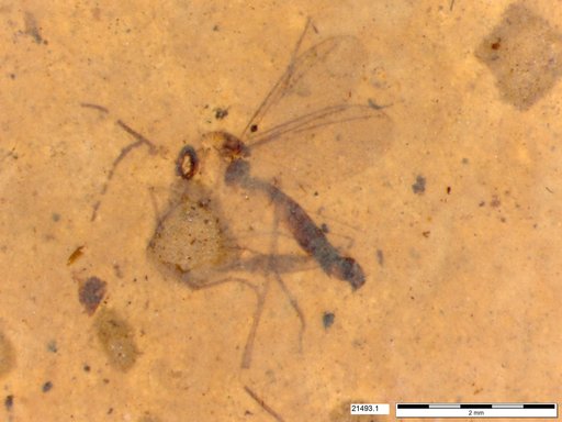 Mycetophilidae