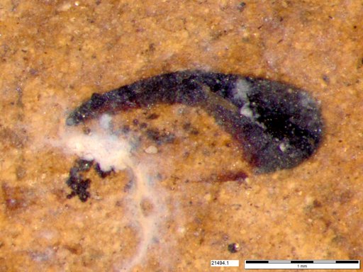 Genus sp