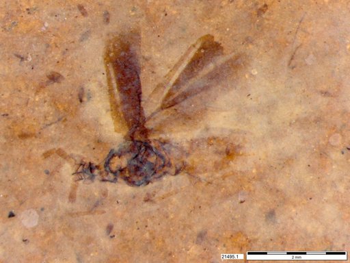 Genus sp