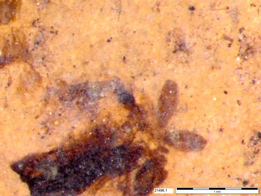 Chaoboridae