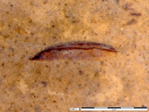 Tracheophyta