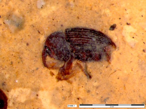 Genus sp