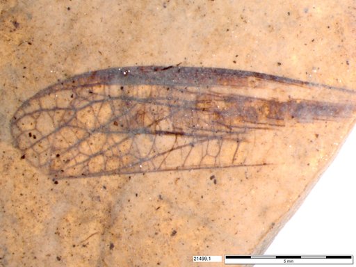 Insecta