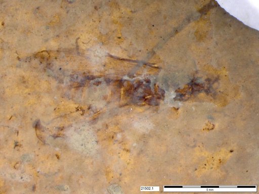 Genus sp