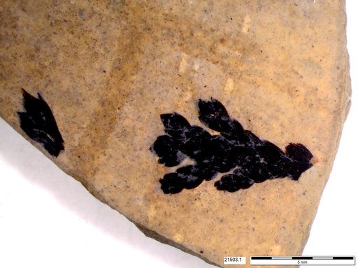 Tracheophyta