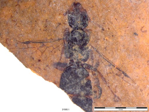 Formicidae
