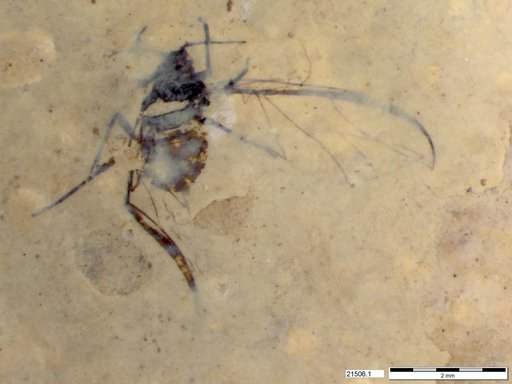 Aphididae