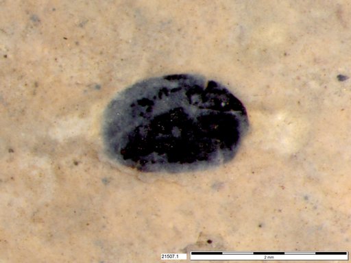 Tracheophyta