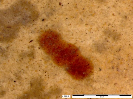 Genus sp