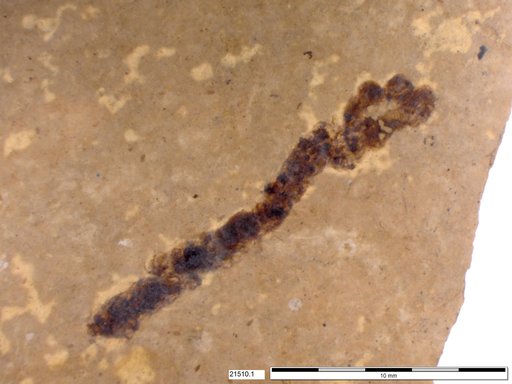Genus sp