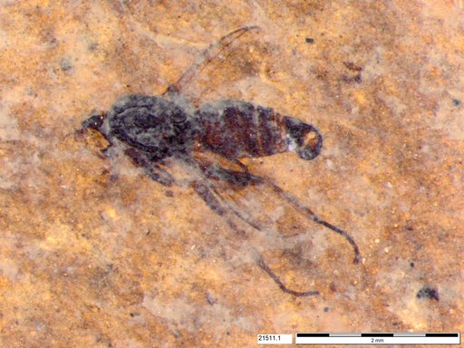 Diptera