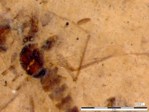 Chaoboridae