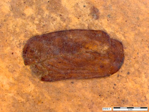 Genus sp