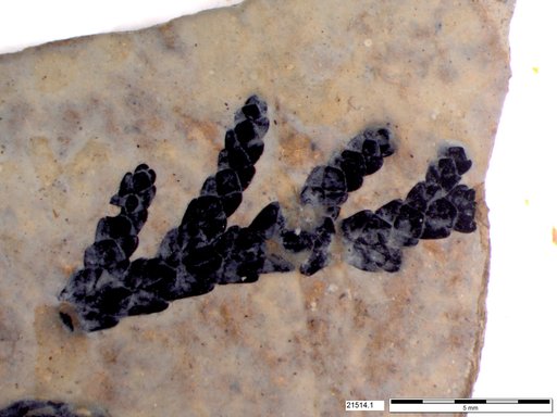 Tracheophyta