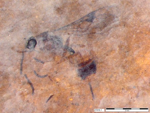 Genus sp