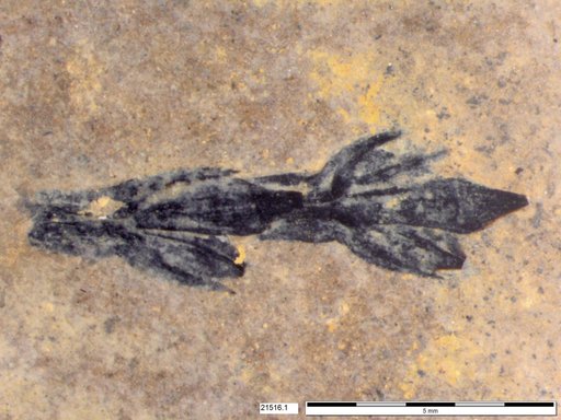 Tracheophyta