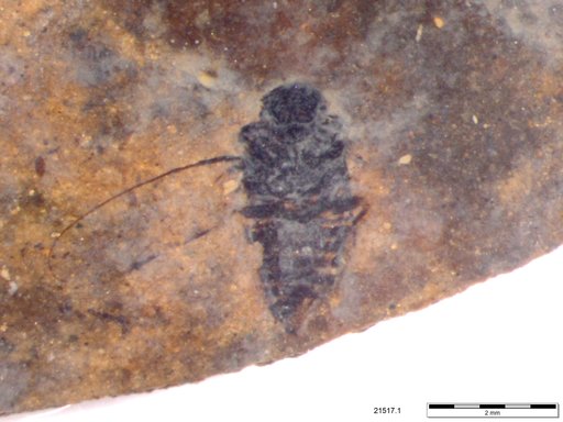 Genus sp