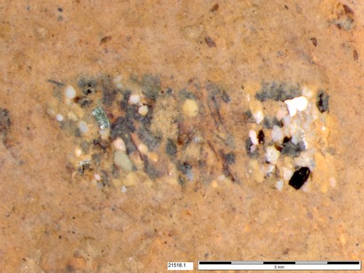 Genus sp