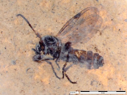 Genus sp
