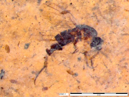 Phoridae