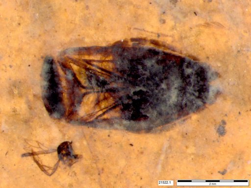 Corixidae