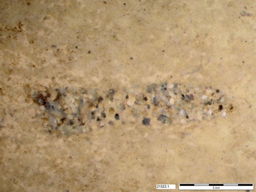 Genus sp