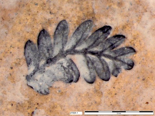 Tracheophyta