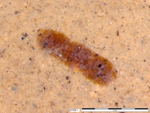 Genus sp