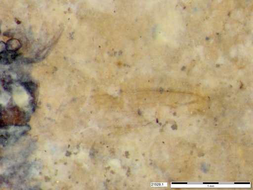 Chaoboridae