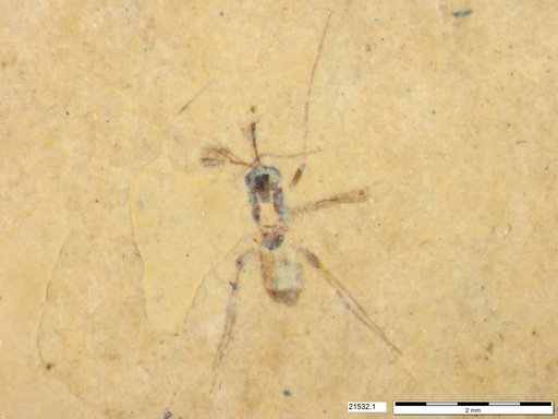 Diptera