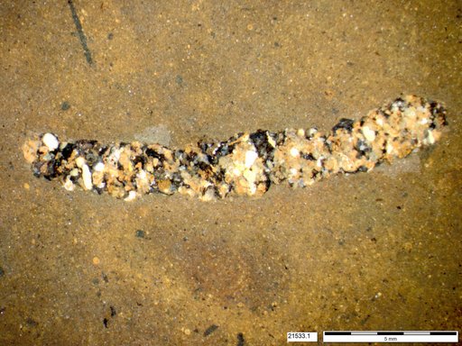 Genus sp