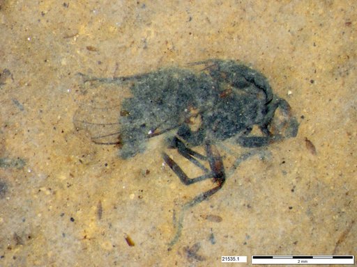 Diptera