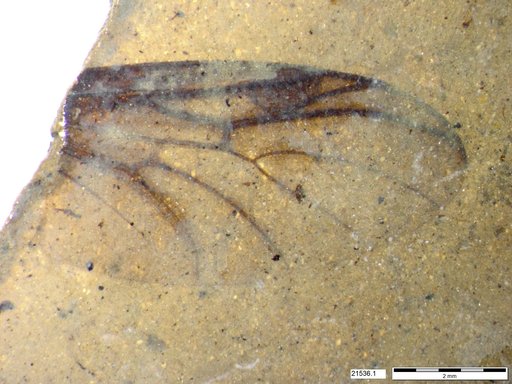 Genus sp