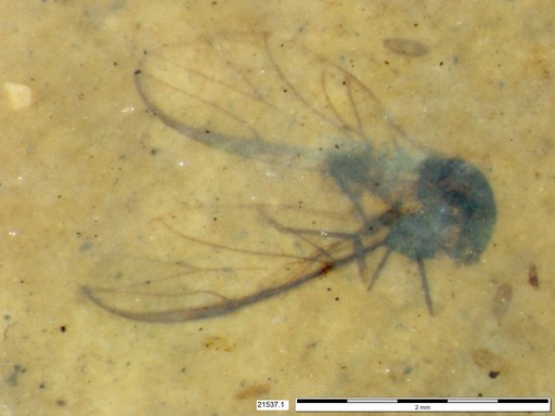 Aphididae