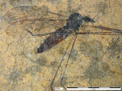 Diptera