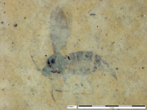 Sciaridae