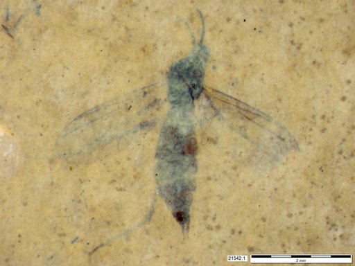 Diptera