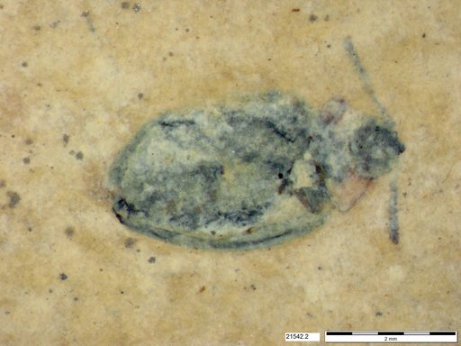 Chrysomelidae