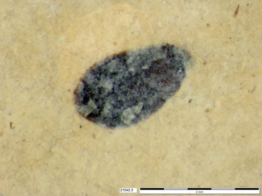 Tracheophyta