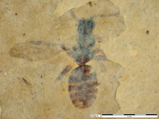 Formicidae