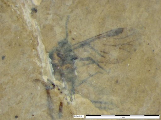 Aphididae