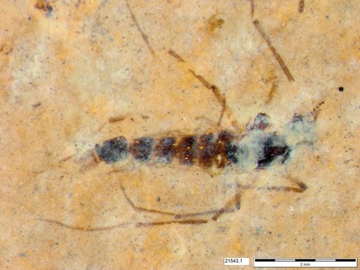 Genus sp