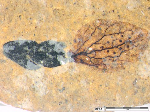 Tracheophyta